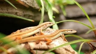 Paludarium  Vivarium with DIY grout epoxy background poison dart frogs and long tailed lizards [upl. by Niarbo]