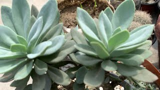 Pachyphytum compactum care and propagation [upl. by Divadleahcim]