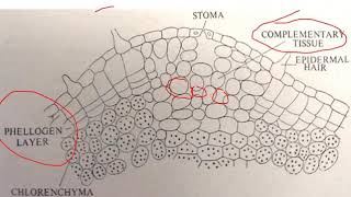 Lenticels  BSc II Year [upl. by Lesab277]