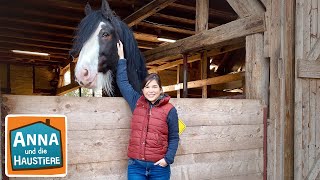 Shire Horse  Information für Kinder  Anna und die Haustiere [upl. by Durware]