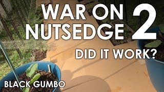 War on Nutsedge Part 2 Did it work  Black Gumbo [upl. by Kera]