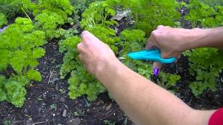 Harvesting Parsley [upl. by Gerardo224]