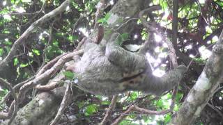 male 3 toed sloth moving through trees [upl. by Ferdinana]