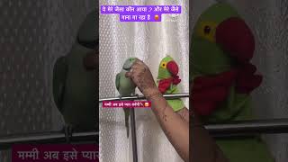 Mere jaisa gana kaon ga Raha Hai 🦜funny birds comedy cute viralshorts youtubeshorts shorts [upl. by Bathulda222]