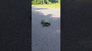 Common Snapping Turtle [upl. by Yesdnik926]