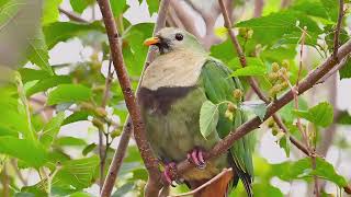 Blackchinned Fruit Dove 小綠鳩 [upl. by Yral55]