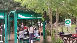 Monos y coatíes en Parque Iguazú almorzando con los turistas [upl. by Otecina91]