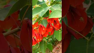 Coral tree  Erythrina cristagalli shortstrendingflowerstreefabaceaeredflower [upl. by Sofko]