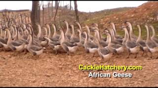 African Geese  Goslings  Cackle Hatchery [upl. by Olathe868]