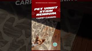 How to remove pet stains  Scotch Plains NJ [upl. by Adlin]