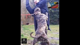 Presa Canario 2022  A’ Palma de la Arena  AVD Working Dogs [upl. by Prior]