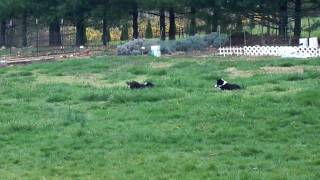 Sheltie puppies and dogs play outside 2 [upl. by Nowad151]