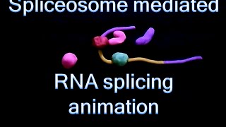 RNA splicing  spliceosome mediated splicing [upl. by Kallick730]