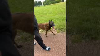 BELGIAN MALINOIS WALKS WITH HIS OWNER 🚶🏻‍♂️🐕🌳 dog belgianmalinois walking owner dogshorts [upl. by Waterer]