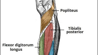 popliteus muscle and deep compartment of leg دخالد البكوش part2 [upl. by Bertold]