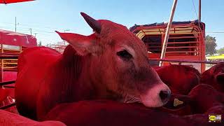 PLAZA GANADERA TEPEACA PUEBLAPUROS ANIMALES GIGANTESTOROSCHIVOSBORREGOSMULASLA MEJOR DE PUEBLA [upl. by Atilal]