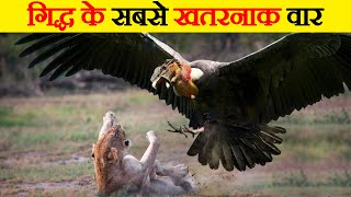 Andean Condor Vultures से जुड़े 15 रोचक तथ्य । 15 Amazing Facts about Andean Condor Vultures [upl. by Hannazus352]