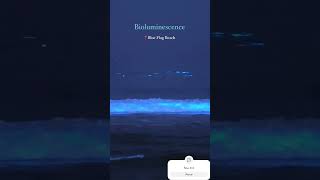 Bioluminescence 🌊💙youtuber youtubeshorts love instagram beach viralvideo shortsfeed fyp [upl. by Iams]