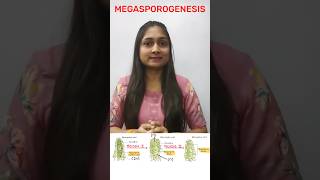 Megasporogenesis reproductioninplant [upl. by Nnoryt702]