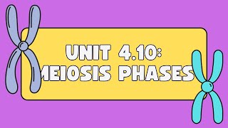 Unit 410 Phases of Meiosis [upl. by Emmy]