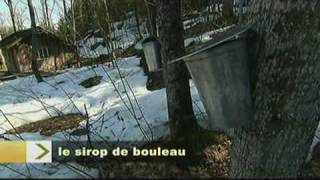 Reportage sur le sirop de bouleau [upl. by Kin]