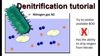 How does denitrification work and simultaneous nitrificationdenitrification [upl. by Sholes]