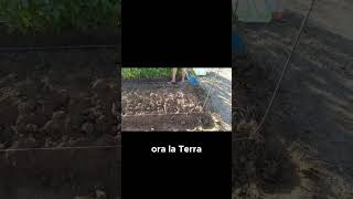 QUINTO STEP livellare il terreno  GUARDA IL VIDEO COMPLETO shorts [upl. by Benia]