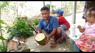 PANEN BUAH NANGKA DI HALAMAN RUMAH LANGSUNG DI MAKAN [upl. by Atterrol]