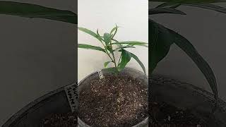 Pouteria Mamey Sapote Seedling [upl. by Corley]