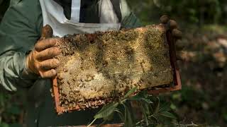 Local Beekeepers Sustainably Sourced Honey at Gaia Riverlodge and Matachica  Earth Day Special [upl. by Nakasuji]