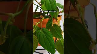 Top 5 Easy Houseplants to Propagate houseplants plantgoals plants plantcare planthappiness [upl. by Noach]