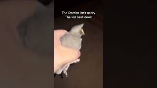 Bird screaming meme [upl. by Walkling]