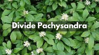 How To Divide Pachysandra  Groundcover For Shade amp Erosion Control [upl. by Aitnwahs]