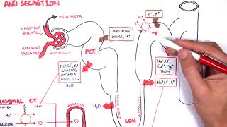 Nephrology  Physiology Reabsorption and Secretion [upl. by Tonnie]