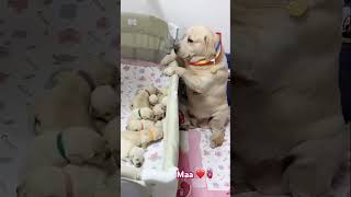 Maa 🫀lebradorlovers doglover palanpur pets cuteanimal doglover [upl. by Herve235]