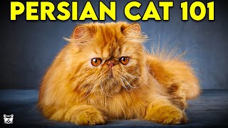 PERSIAN CAT 101  Everything You Need To Know About Persian Cats [upl. by Damon907]