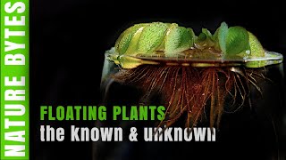 Uncovering the Secrets of Floating Plants Will They Control Algae and More [upl. by Johns213]