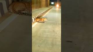 tiger animals wildlife viralvideo youtubeshortsfeature ytshortsindia shortsvideo tigerking [upl. by Eleahcim]