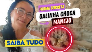 Tudo sobre Galinha Choca O Que é Como Funciona e Manejo Correto Forma certa de SUSPENDER o choco [upl. by Flemings]