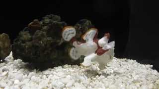 Frogfish Feeding Frenzy The Fish That Walks [upl. by Rintoul817]