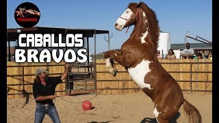 EL CABALLO MAS BRAVO DEL MUNDO – Los Caballos mas peligrosos del mundo [upl. by Asia]