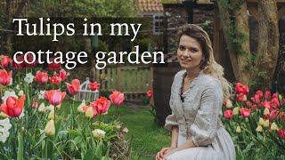 Tulips in my Cottage Garden amp Spring Plants Tour [upl. by Akins]