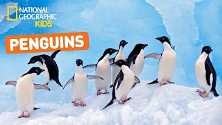 All About Penguins 🐧  Nat Geo Kids Penguins Playlist [upl. by Faria]