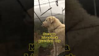 Maremma livestock guardian dog on duty with birds [upl. by Riada]