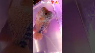 KML Flowerhorn is on sell comment down if you want to buy🔥❣️fish aquarium flowerhorn shorts [upl. by Saihttam498]