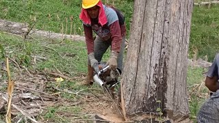 DasyattProses penebangan kayu jati kering perhutani Randublatung Blora bahan Soko joglo 5m [upl. by Namolos]