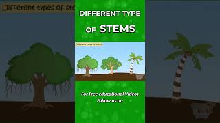 Different type of stems plants trees science kids shrubs herbs climbers creepers [upl. by Htomit]