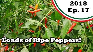 Plenty more ripe peppers And a surprising development on my channel 2018E17 Garden Updates [upl. by Gilba364]