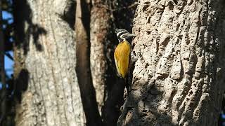 Greater Flameback female feeding [upl. by Barbaresi]