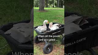 Spoiled dewlap geese in elevated pool😁 [upl. by Lewls]